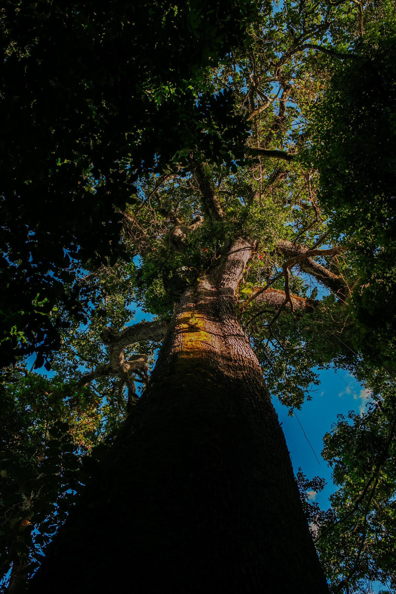 The Amazon Is Our Heart