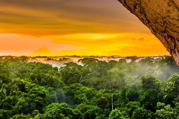 Giving Back to Our Home in the Amazon Giving Tuesday 2020